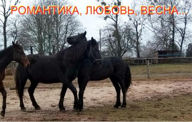 Подарок-впечатление от конного клуба ФРИЗ под Барановичами 